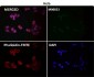 Anti-YY1 Rabbit Monoclonal Antibody